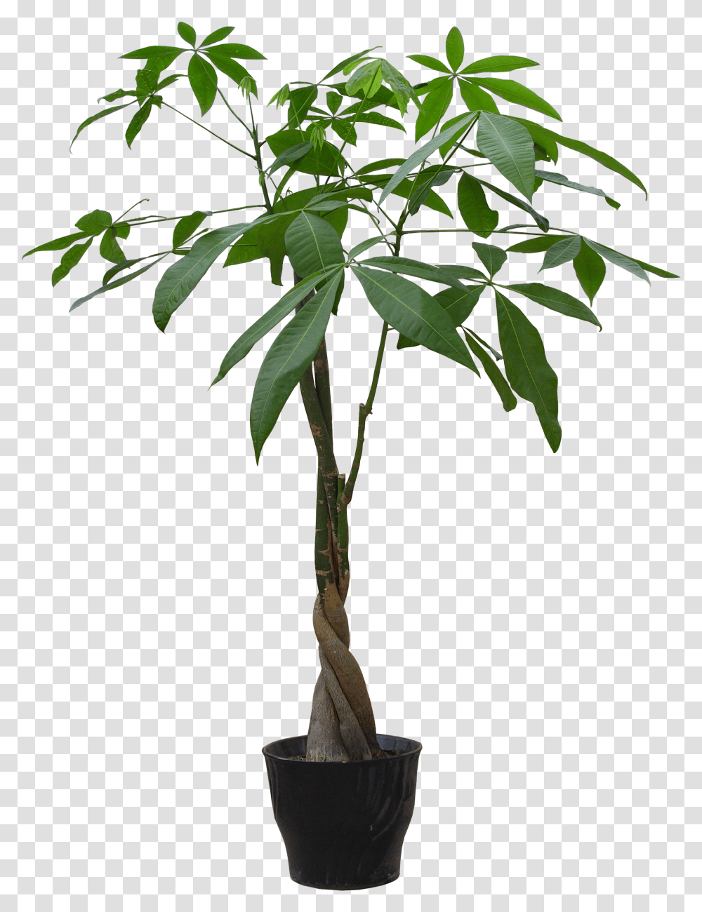 Houseplant Flowerpot Guiana Chestnut Plant In Pot, Tree, Leaf, Palm Tree, Arecaceae Transparent Png