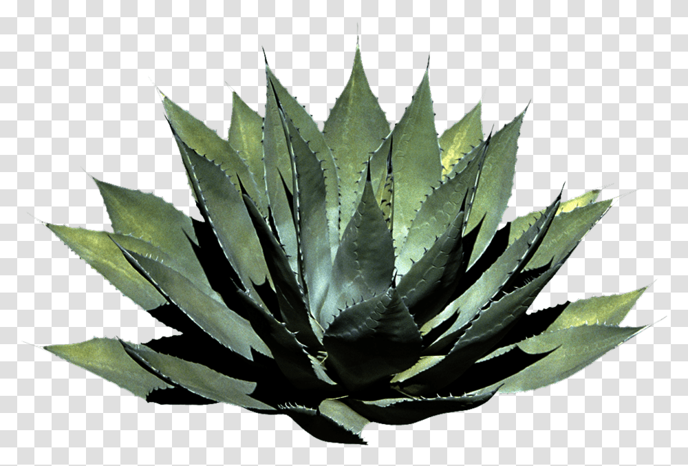 Houseplant Format Tropical Plant, Aloe Transparent Png