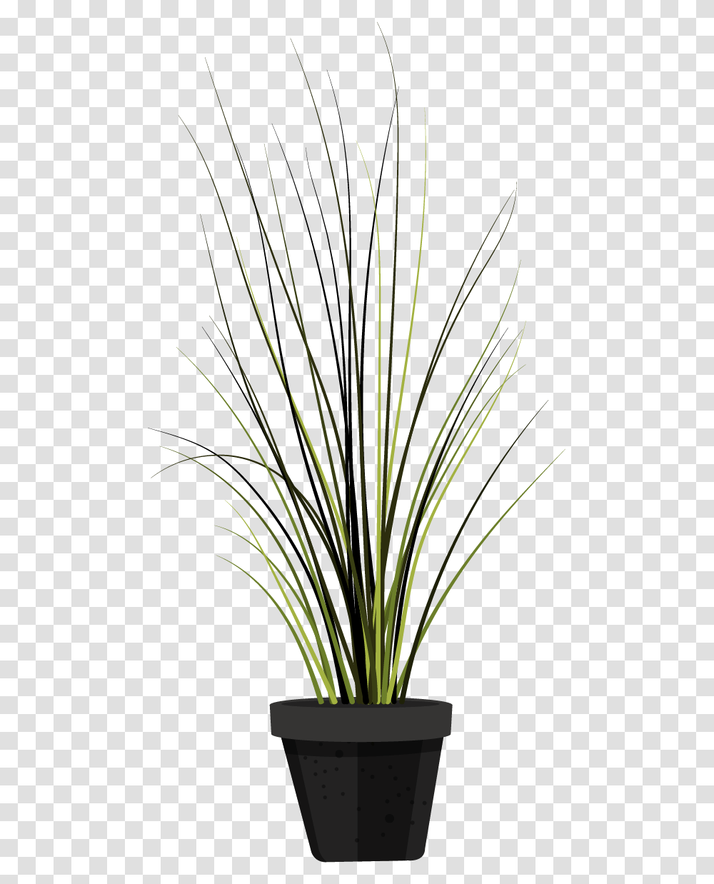 Houseplant, Grass, Flower, Blossom, Pineapple Transparent Png