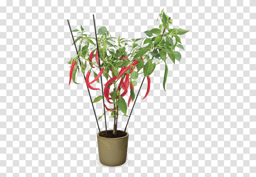 Houseplant, Ikebana, Vase, Ornament Transparent Png