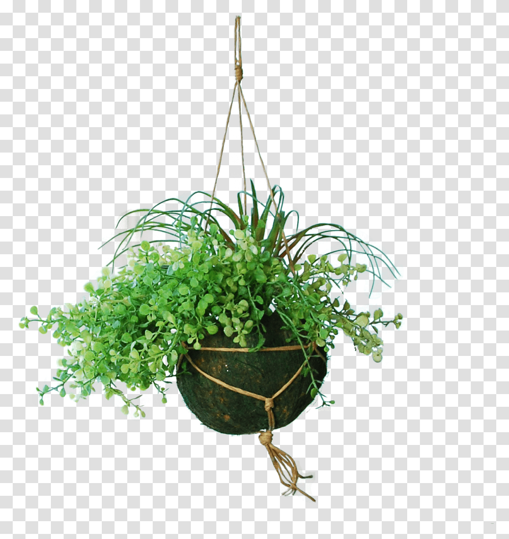 Houseplant, Indoors, Droplet, Sphere, Moss Transparent Png
