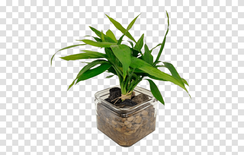 Houseplant, Leaf, Flower, Blossom, Aloe Transparent Png