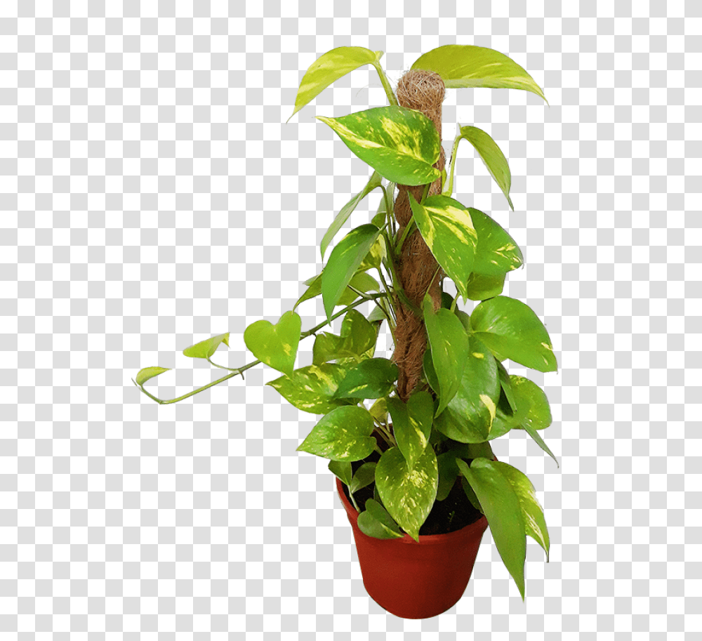 Houseplant, Leaf, Flower, Blossom, Ivy Transparent Png