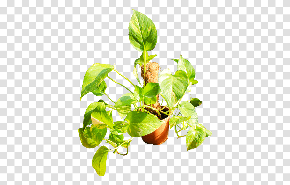 Houseplant, Leaf, Flower, Blossom, Sprout Transparent Png