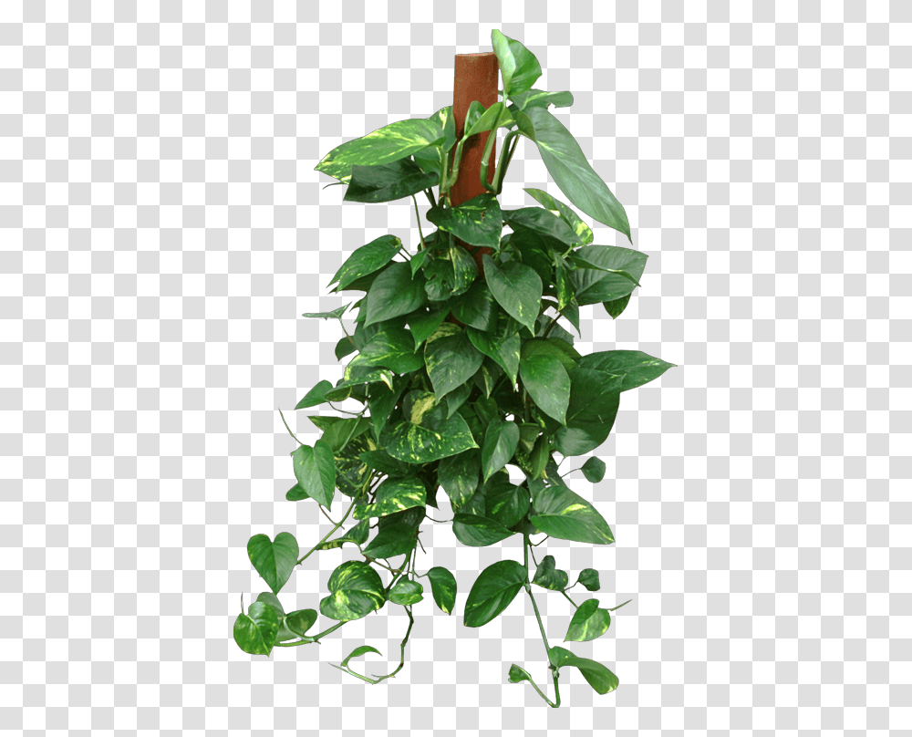 Houseplant, Leaf, Flower, Tree, Araceae Transparent Png