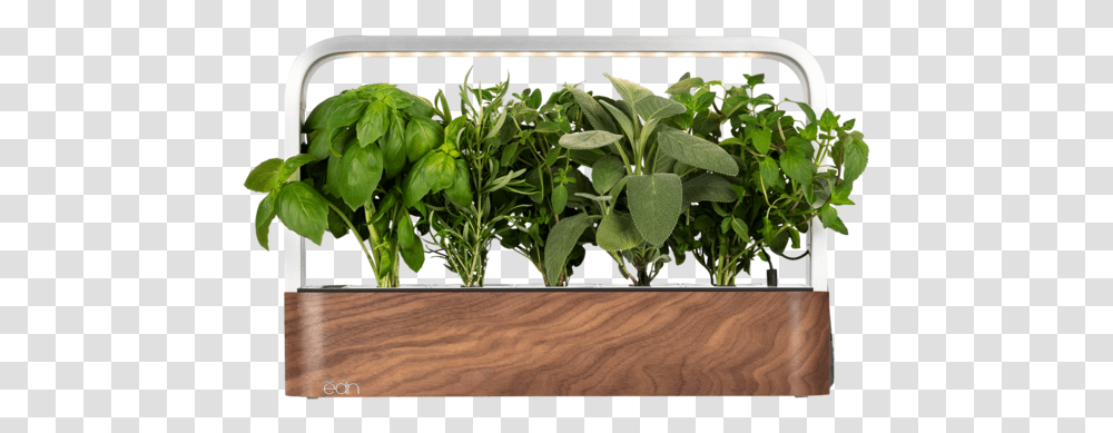 Houseplant, Leaf, Food, Vegetable, Flower Transparent Png