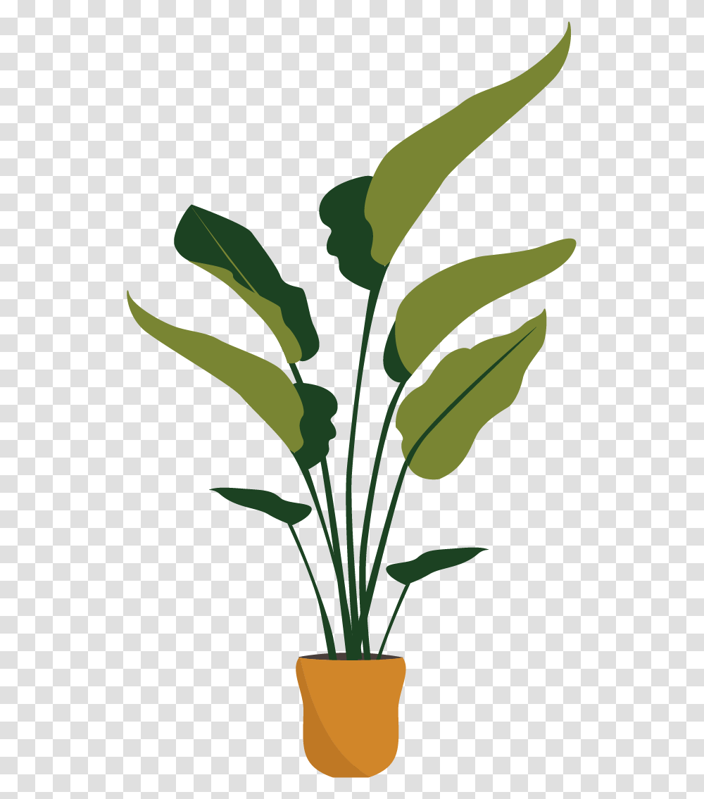Houseplant, Leaf, Green, Flower, Blossom Transparent Png