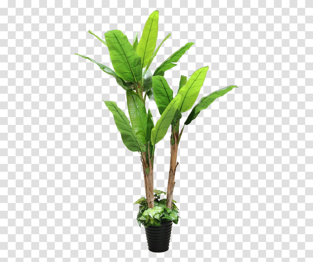 Houseplant, Leaf, Tree, Green, Flower Transparent Png