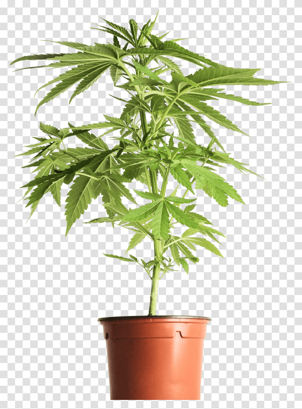 Houseplant, Leaf, Tree, Hemp, Green Transparent Png