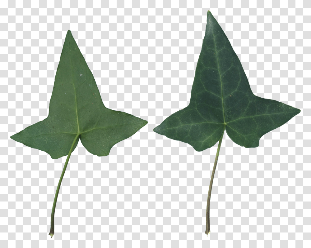 Houseplant, Leaf, Tree, Ivy Transparent Png