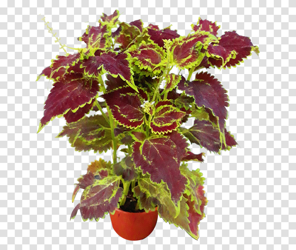 Houseplant, Leaf, Tree, Maple, Flower Transparent Png