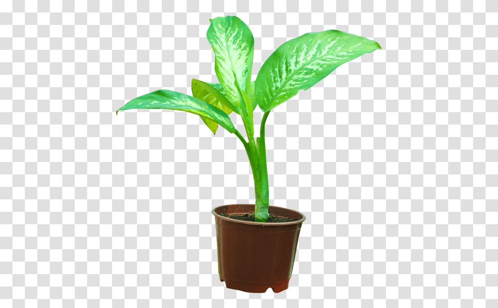 Houseplant, Leaf, Tree, Palm Tree, Arecaceae Transparent Png