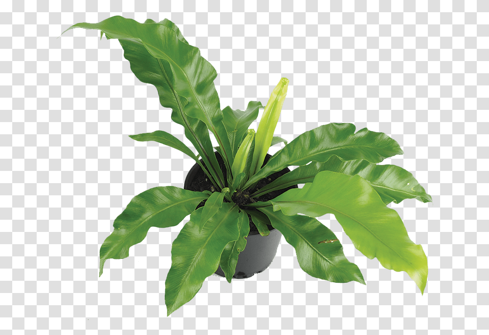 Houseplant, Leaf, Vegetation, Potted Plant, Vase Transparent Png