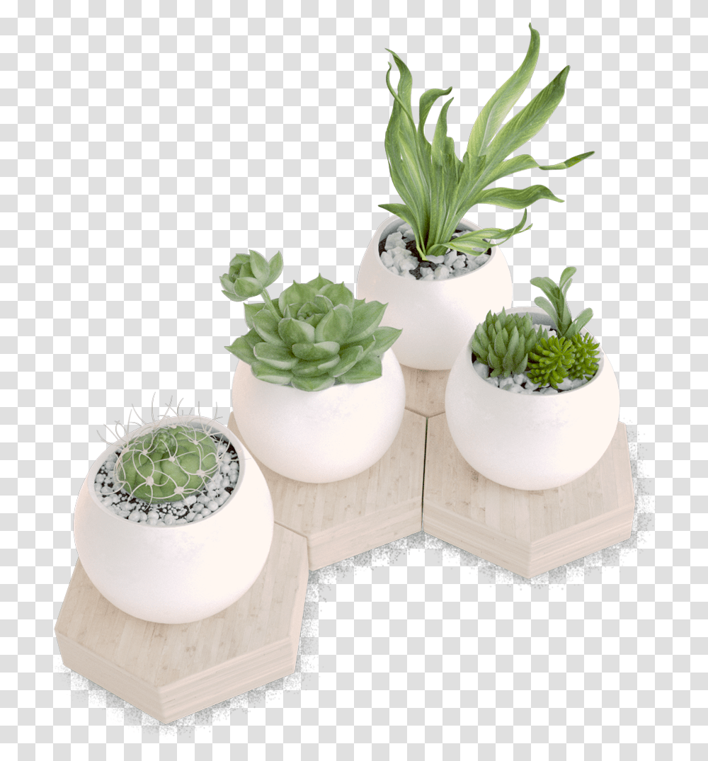 Houseplant, Potted Plant, Vase, Jar, Pottery Transparent Png