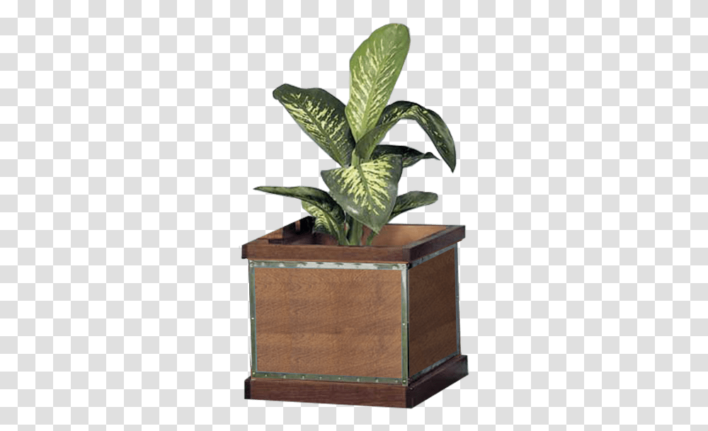 Houseplant, Potted Plant, Vase, Jar, Pottery Transparent Png