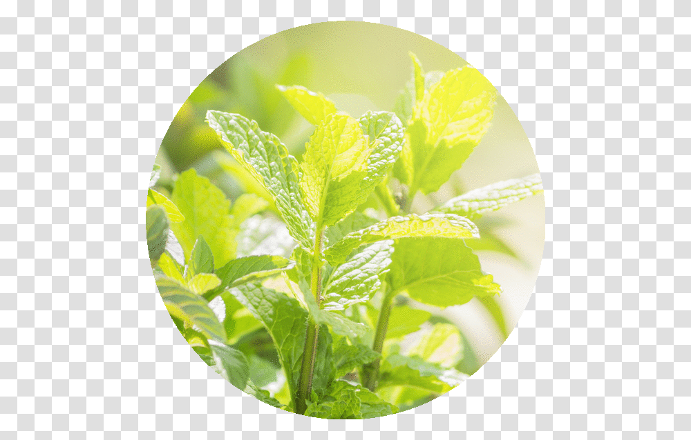 Houseplant, Potted Plant, Vase, Jar, Pottery Transparent Png