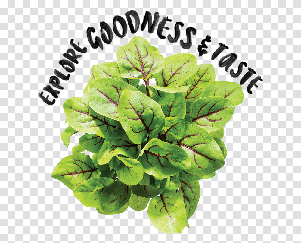 Houseplant, Spinach, Vegetable, Food, Leaf Transparent Png
