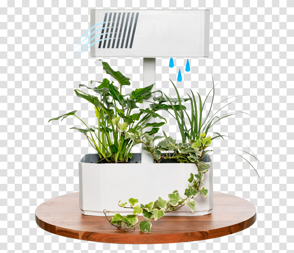 Houseplant, Tabletop, Furniture, Coffee Table, Pottery Transparent Png