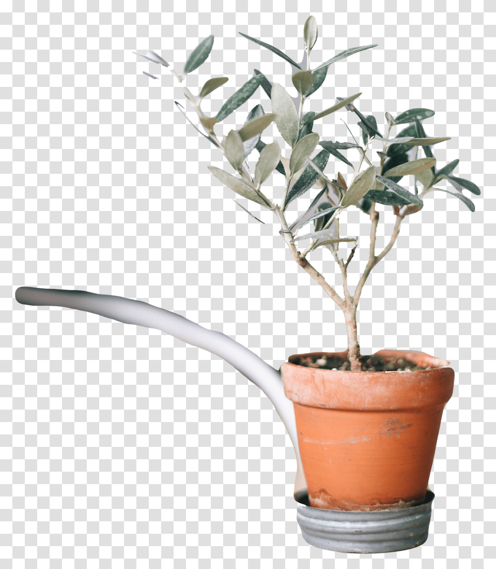 Houseplant Transparent Png