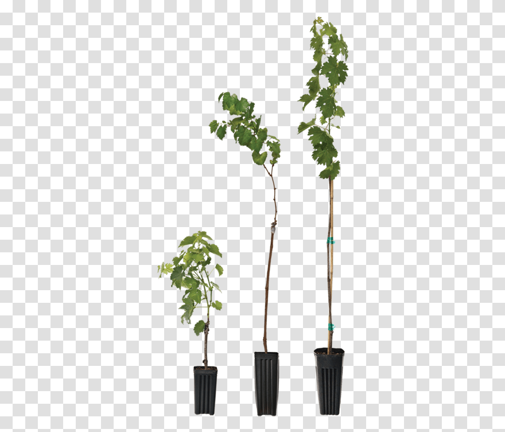 Houseplant, Tree, Flower, Leaf, Vegetation Transparent Png
