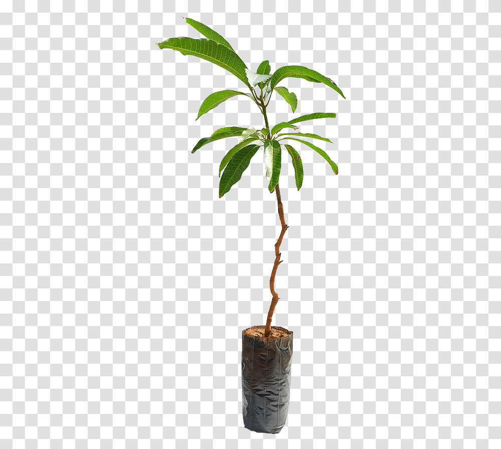 Houseplant, Tree, Leaf, Hemp, Palm Tree Transparent Png