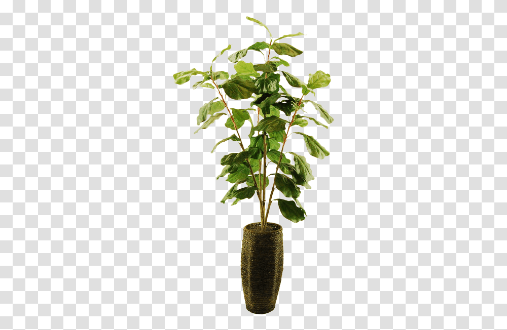 Houseplant, Tree, Leaf, Vegetation, Flower Transparent Png