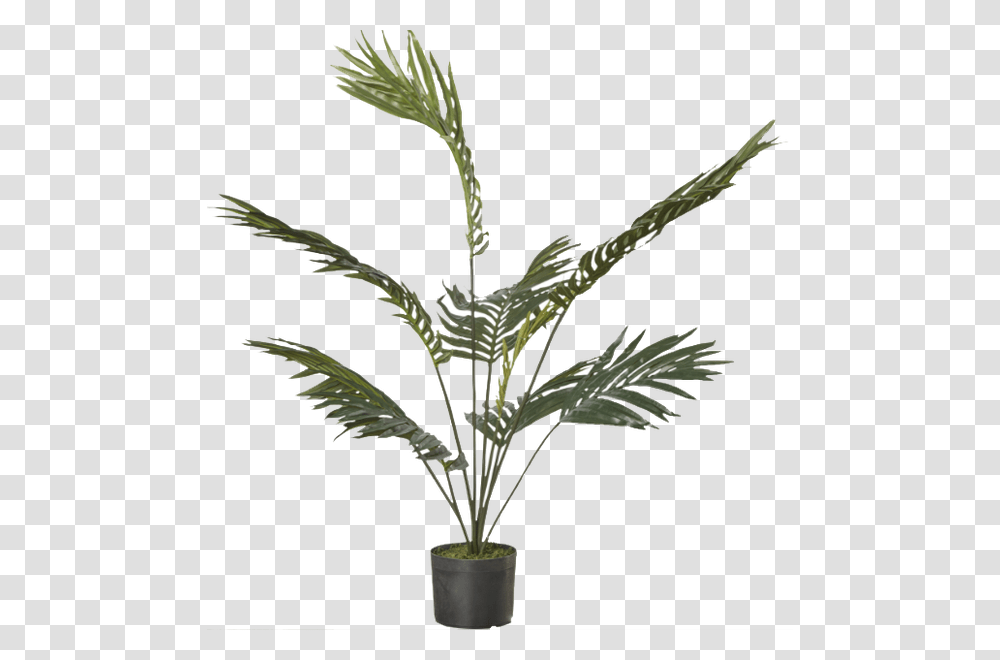Houseplant, Tree, Palm Tree, Arecaceae, Flower Transparent Png