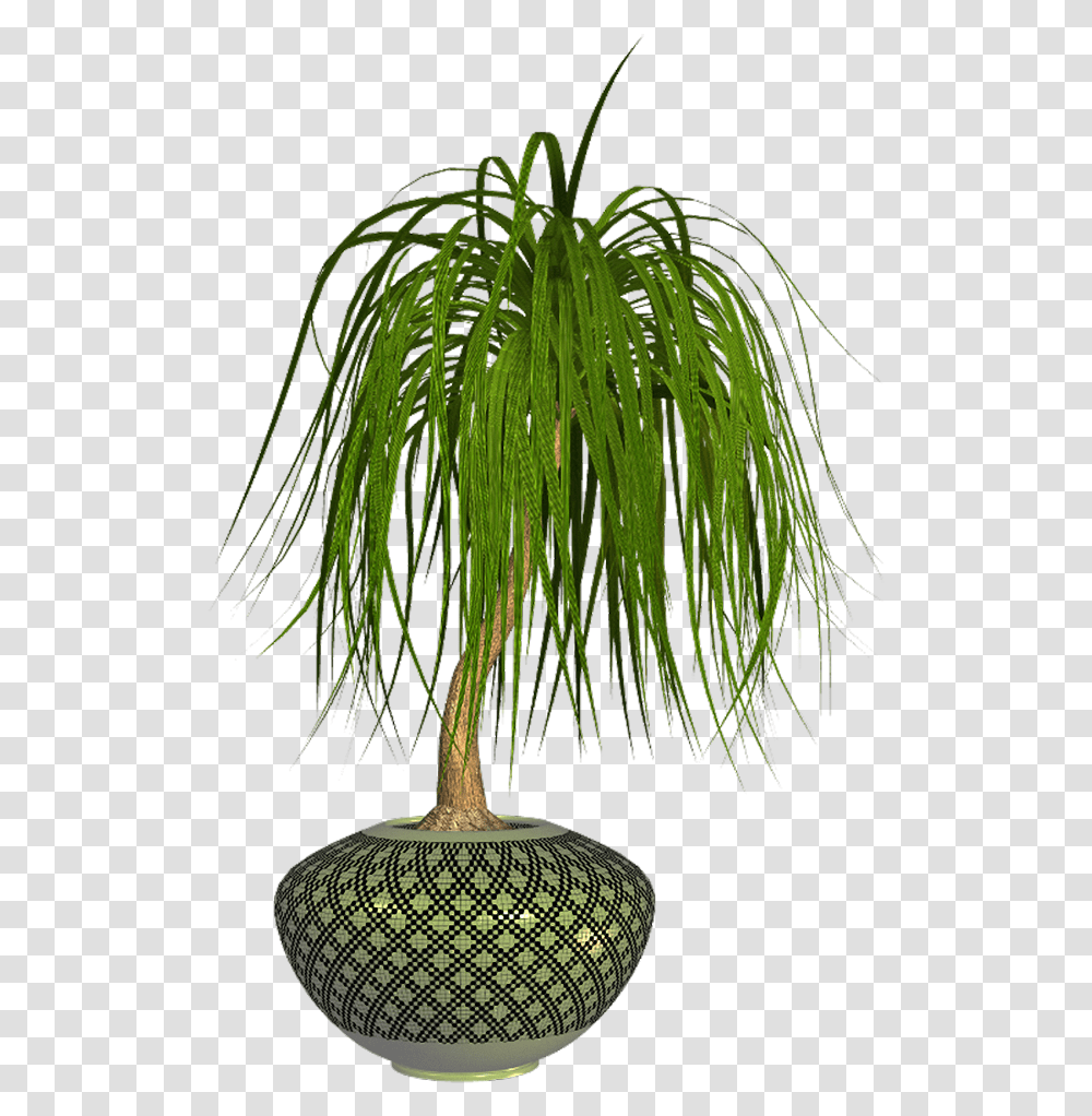 Houseplant, Tree, Palm Tree, Arecaceae, Green Transparent Png