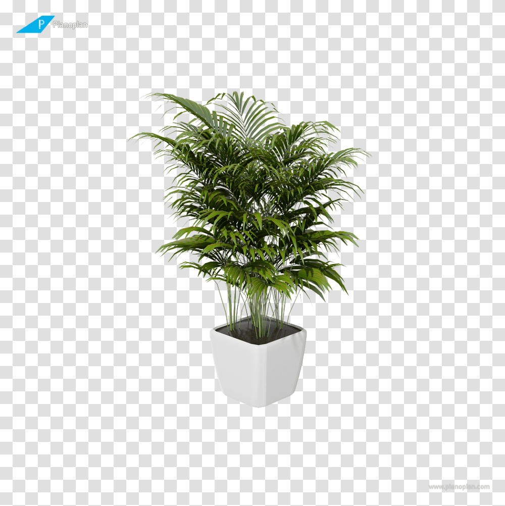 Houseplant, Tree, Palm Tree, Arecaceae, Leaf Transparent Png