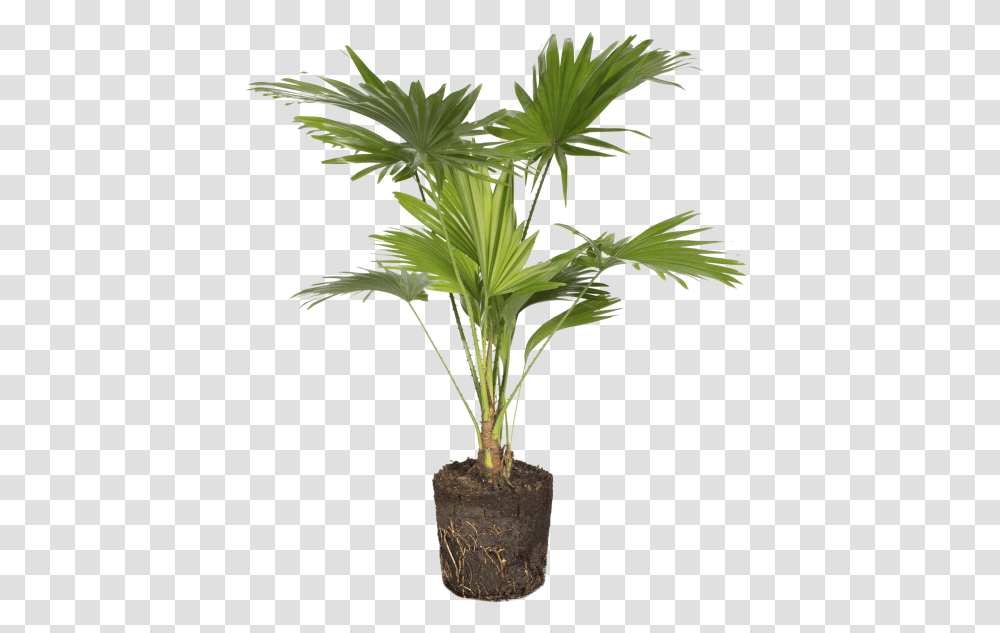 Houseplant, Tree, Palm Tree, Arecaceae, Leaf Transparent Png