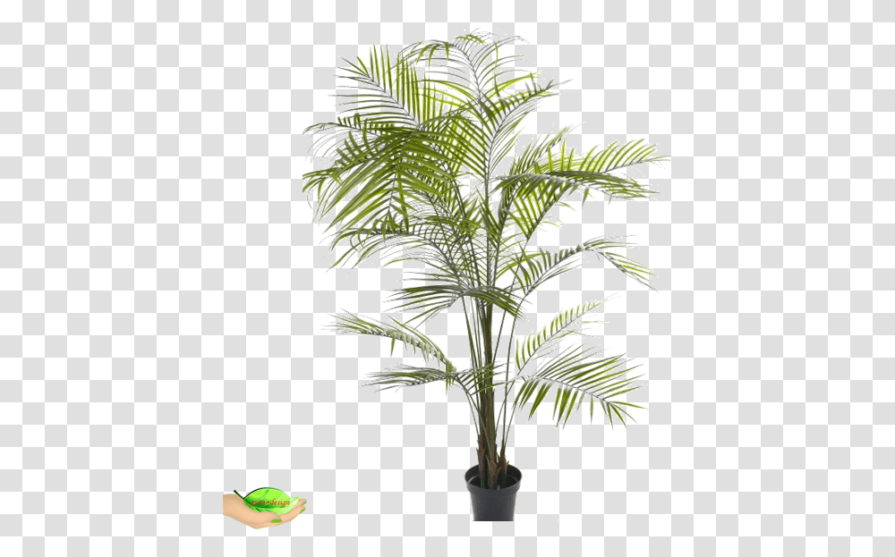 Houseplant, Tree, Palm Tree, Arecaceae Transparent Png