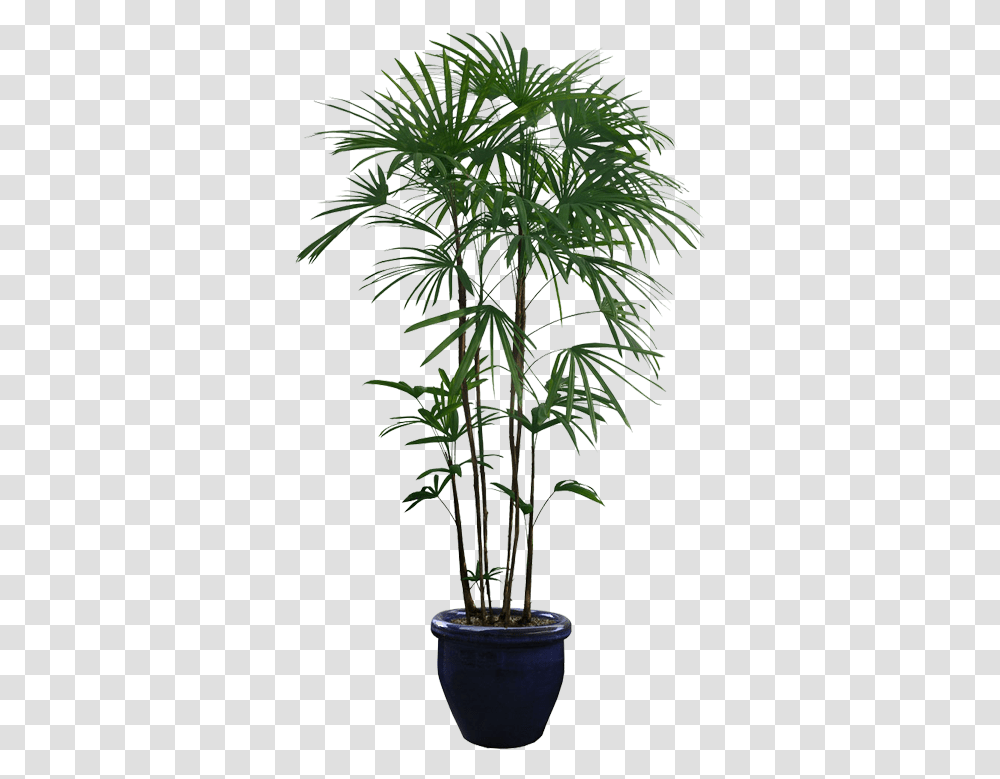 Houseplant Tree Plant Background, Hemp Transparent Png