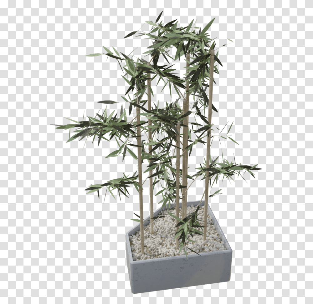 Houseplant, Tree, Potted Plant, Vase, Jar Transparent Png