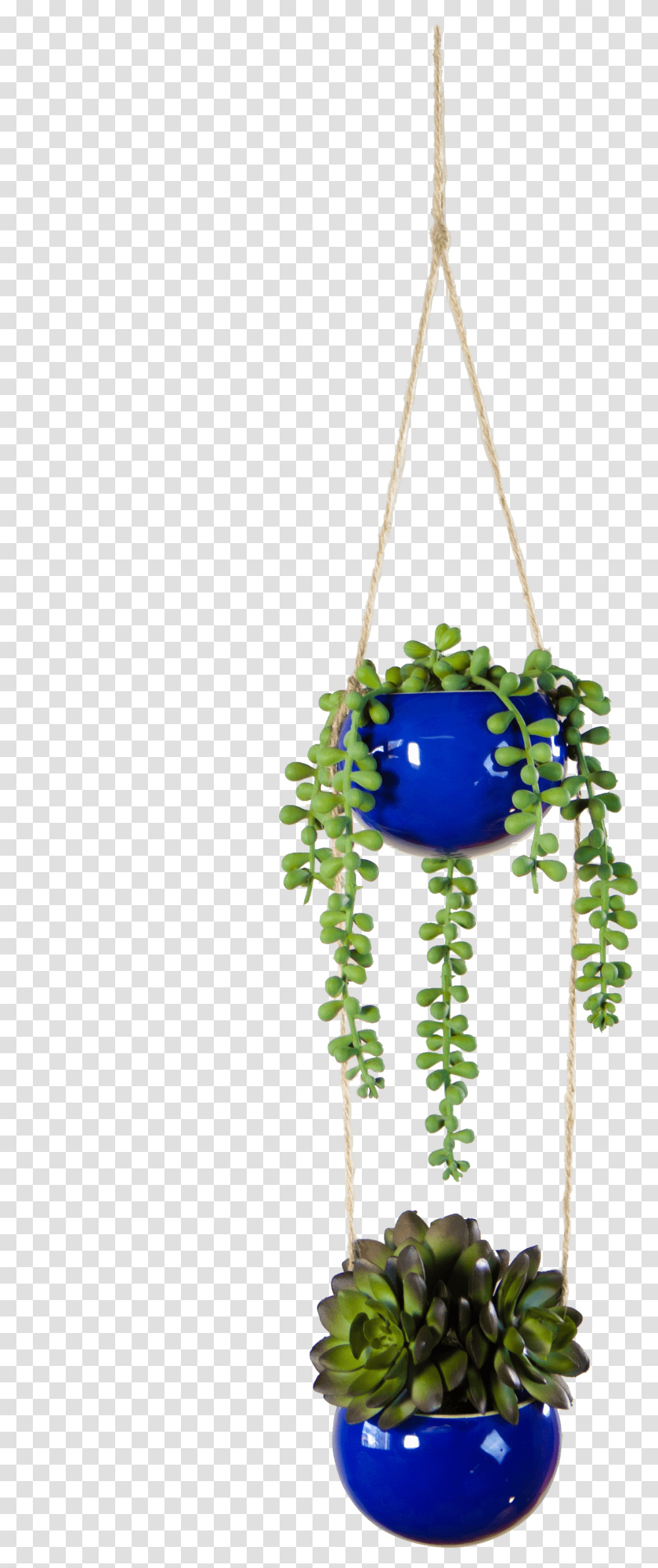 Houseplant, Turquoise, Bird Feeder, Jay, Animal Transparent Png