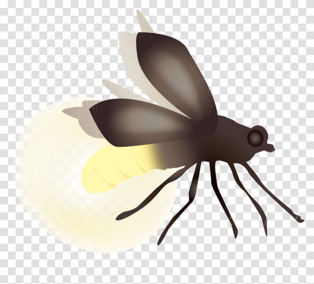 How Are Houstons Fireflies Faring Houstonia, Lamp, Animal, Invertebrate, Food Transparent Png