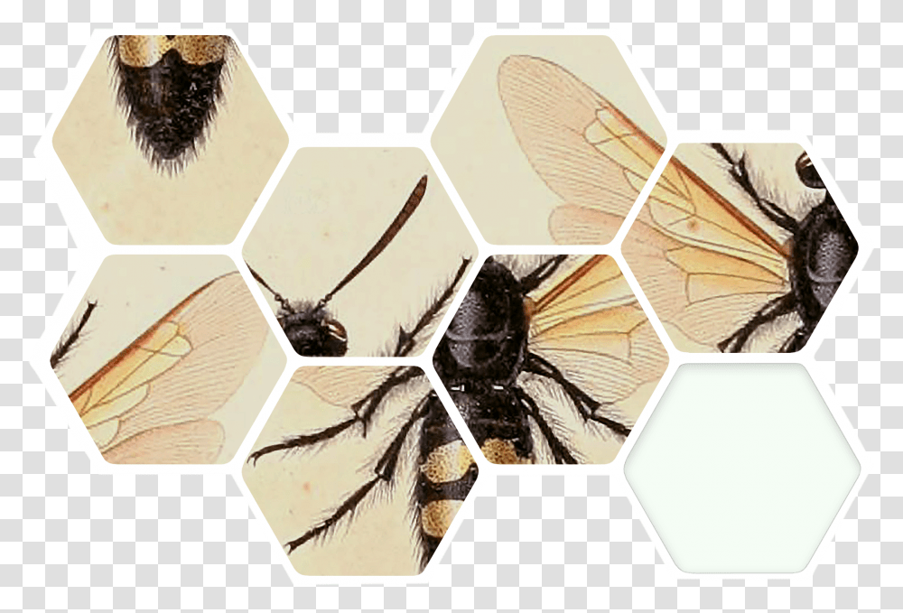 How Are The Bees, Invertebrate, Animal, Insect, Collage Transparent Png
