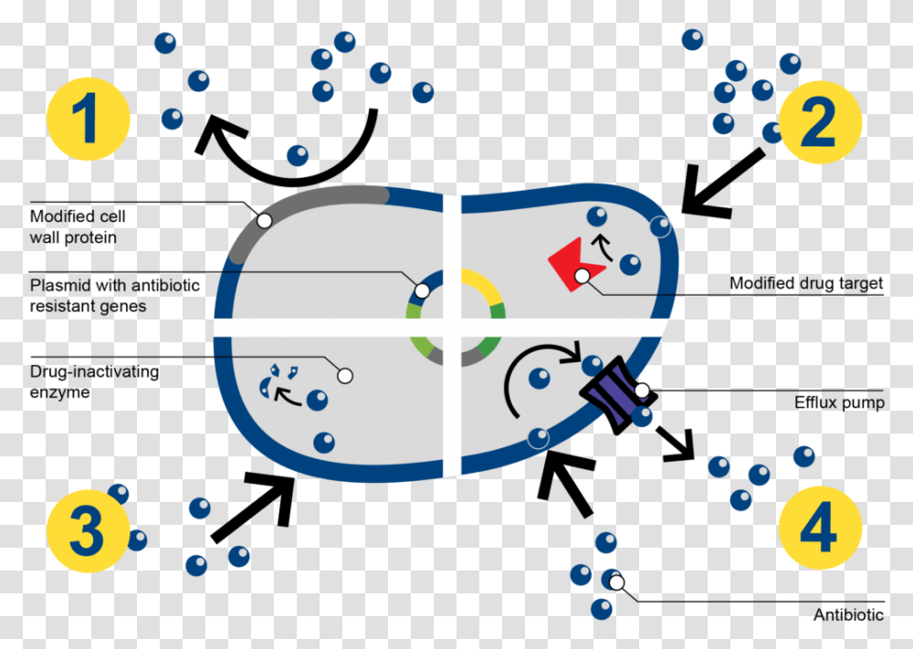 How Bacteria Resists Antibiotics Antibiotic Resistance Mechanism In Bacteria, Plot, Bubble Transparent Png