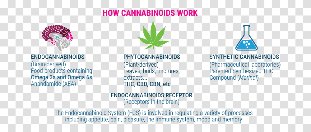 How Cannabinoids Work Military Rank, Leaf, Plant, Poster Transparent Png