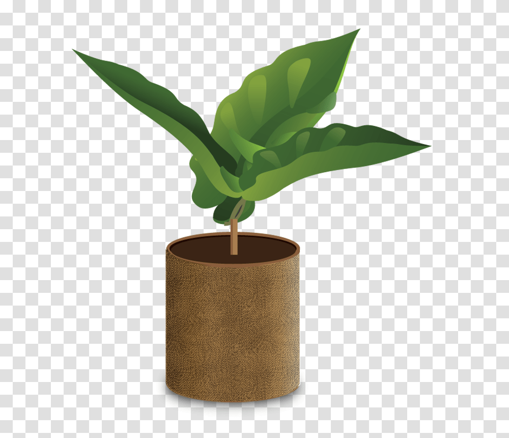 How Coffee Grows, Plant, Tree, Leaf, Palm Tree Transparent Png
