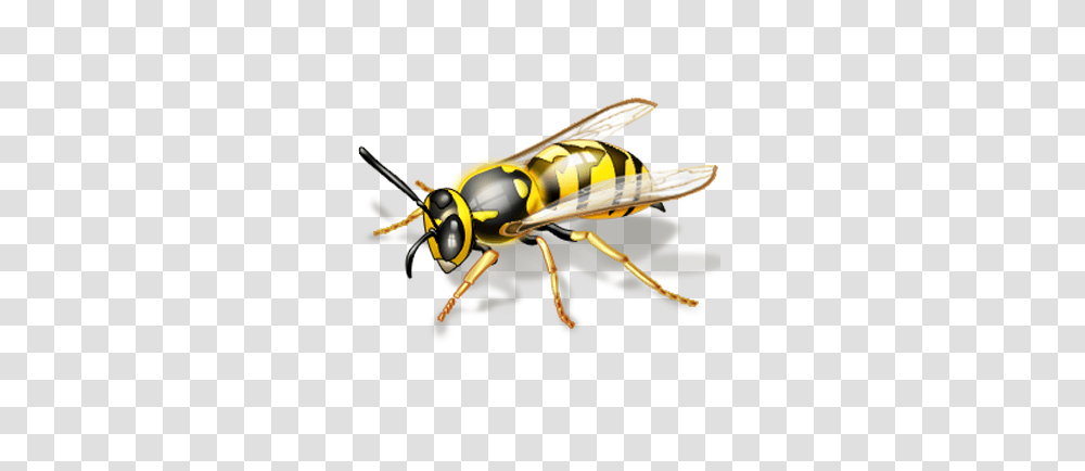 How Do I Get Rid Of Wasps Avon Pest Control, Bee, Insect, Invertebrate, Animal Transparent Png