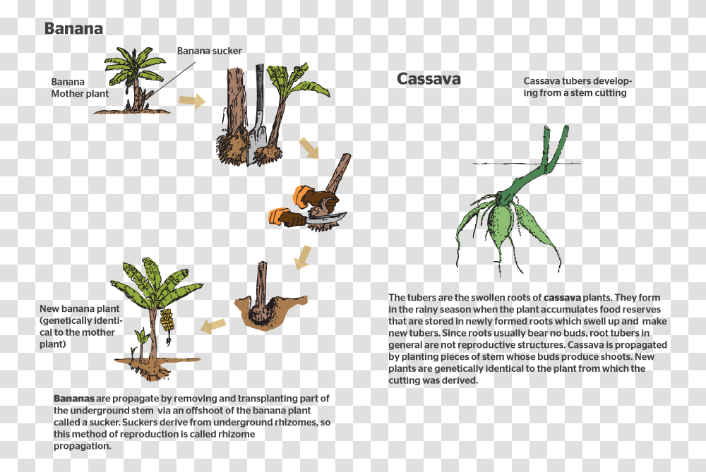 How Do Plants Reproduce Sexually Flower, Leaf, Advertisement, Soil Transparent Png