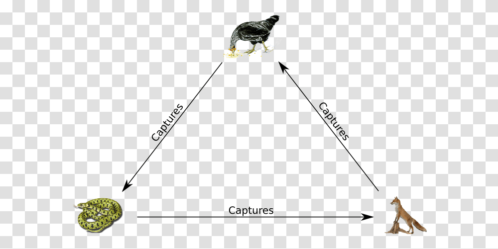 How Do We Relate It To Rock Paper Scissors Rock Paper Scissors Replicator Dynamics, Bird, Animal, Blackbird, Vulture Transparent Png