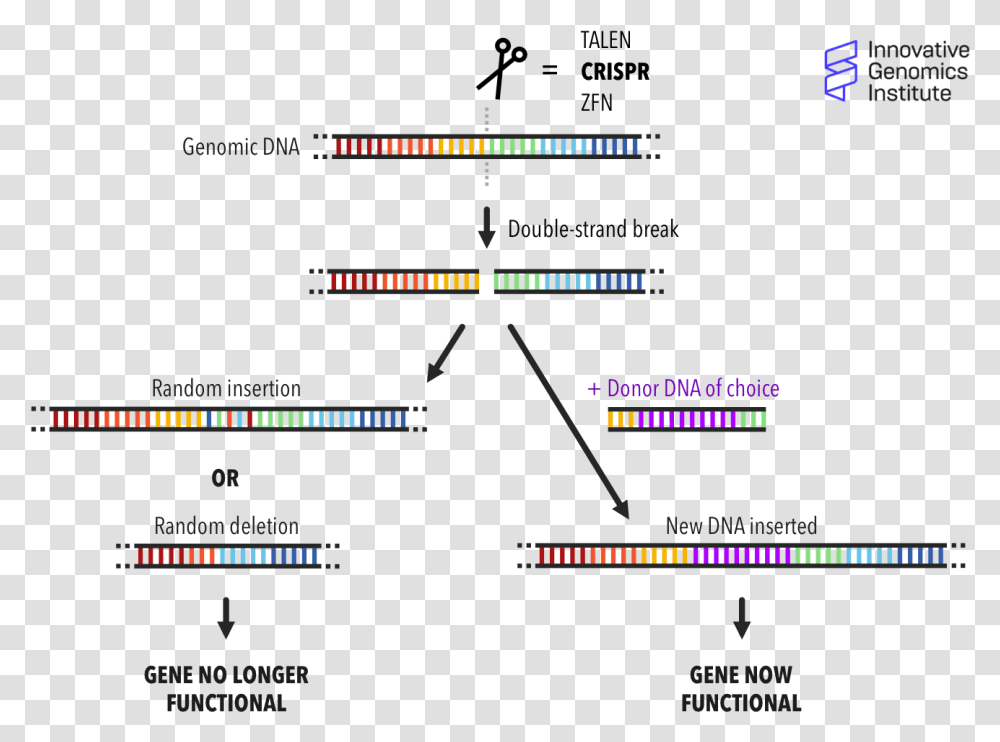 How Does Genome Editing Work Double Strand Breaks Gene Editing, Plot, Diagram, Measurements Transparent Png
