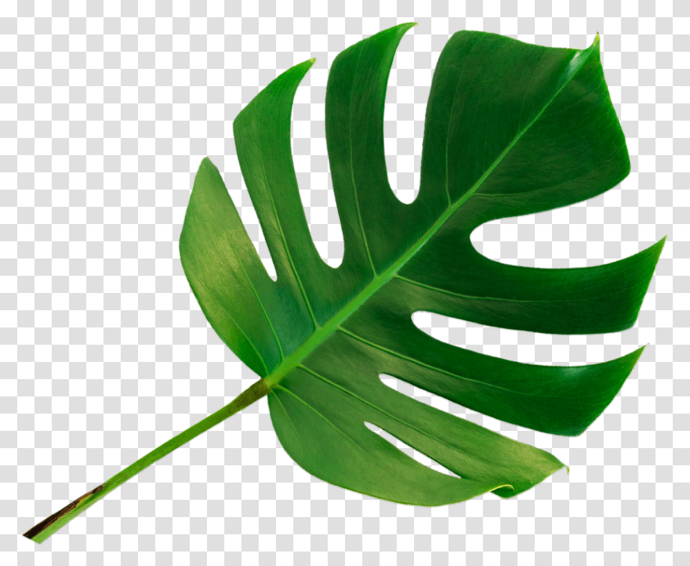 How Infrared Works Monstera Deliciosa, Leaf, Plant, Green, Veins Transparent Png