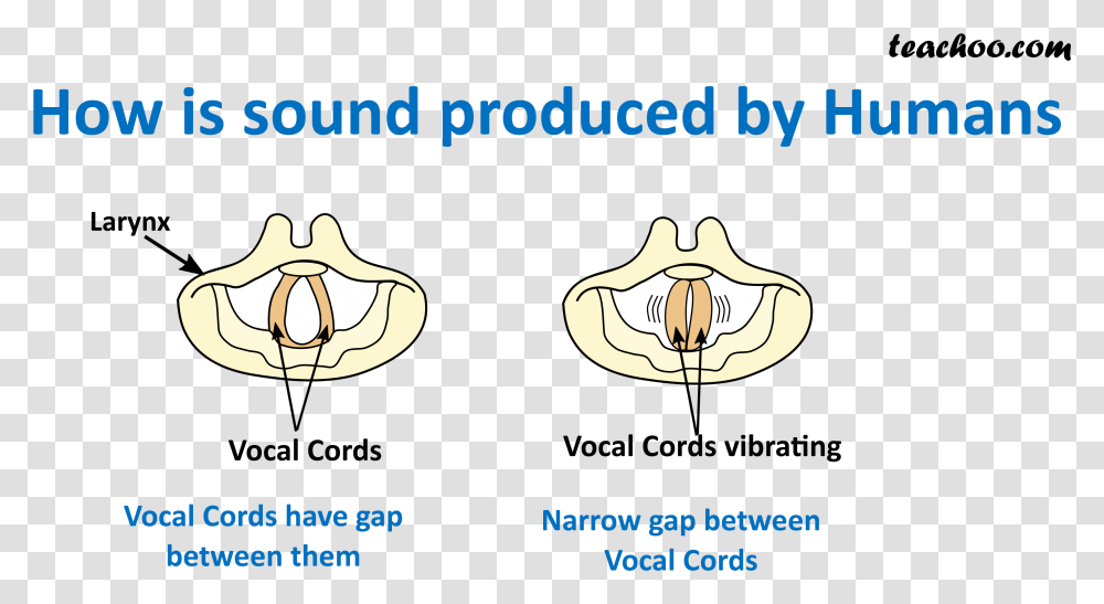 How Is Sound Produced By Humans Vocal Cords Produce Sound, Sea Life, Animal, Invertebrate, Plant Transparent Png