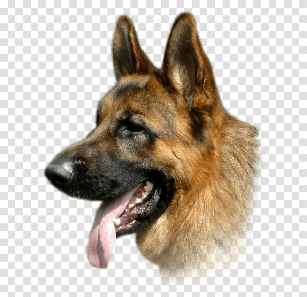 How It Works, German Shepherd, Dog, Pet, Canine Transparent Png