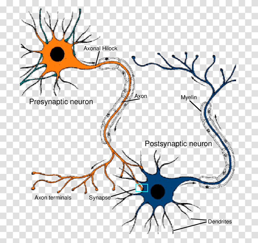 How Neurons Are Connected Download Scientific Diagram, Dragon Transparent Png