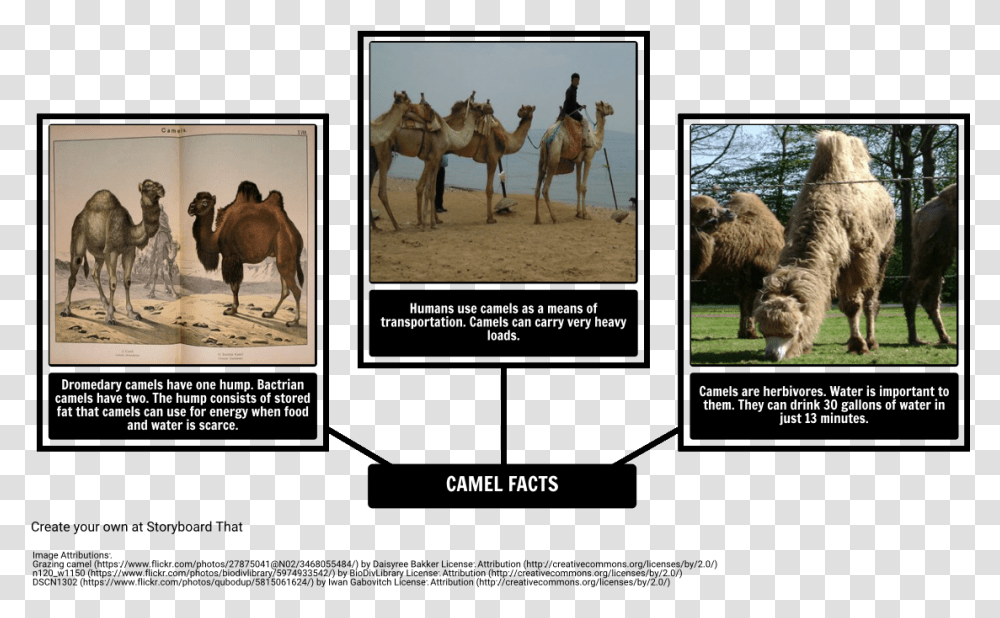How The Camel Got His Hump Fun Facts About Dromedary Camel, Sheep, Mammal, Animal, Cow Transparent Png