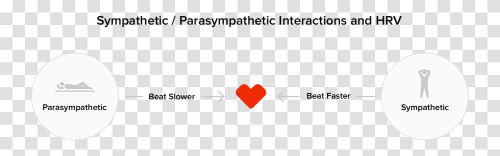 How The Sympathetic And Parasympathetic Branches Of Circle, Heart, Alphabet Transparent Png