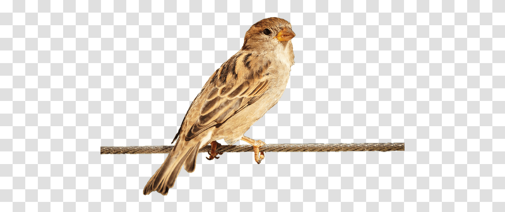 How To Change The Background Of A Image Without Photoshop Bird Image Hd, Animal, Anthus, Finch, Sparrow Transparent Png